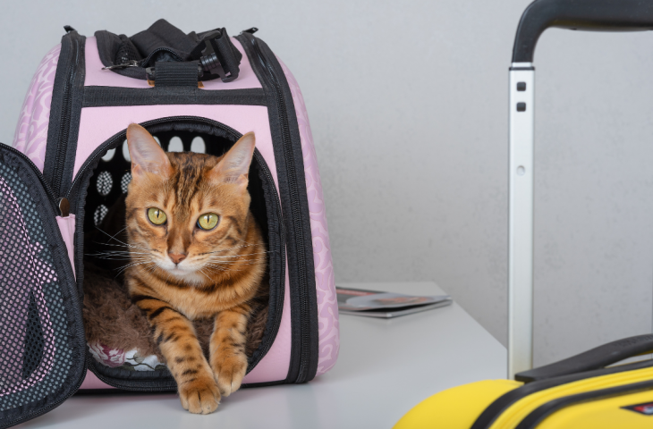 Bolsas de transporte para gatos: 10 melhores para comprar em 2025