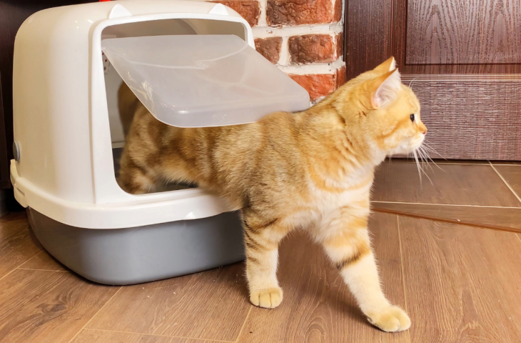 Caixas de areia fechadas para gatos: 10 melhores para comprar em 2025