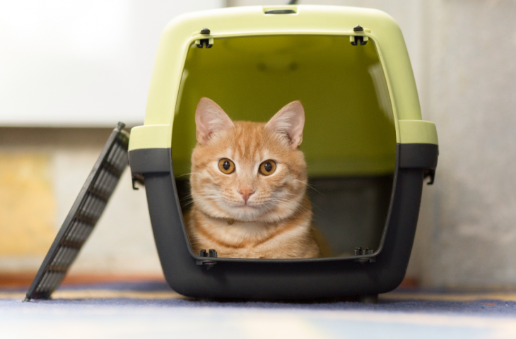 Caixas de transporte para gatos: 10 melhores para comprar em 2025