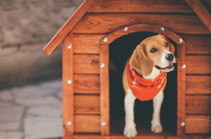 Casinha para cachorro: 10 melhores para comprar em 2025