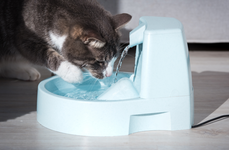 10 melhores fontes de água para gatos para comprar em 2025
