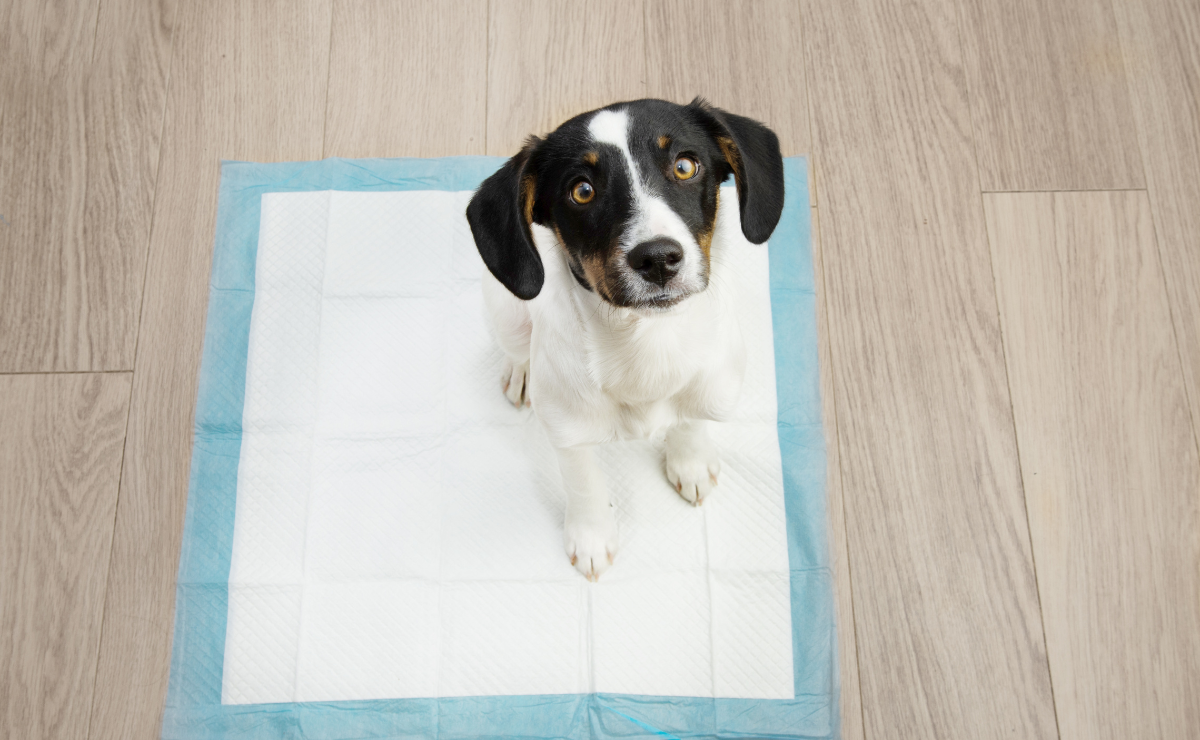 Tapete higiênico para cachorros: 10 melhores para comprar em 2026