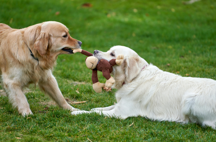 10 melhores brinquedos para cães para comprar em 2025