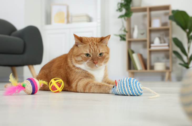 10 melhores brinquedos para gatos para comprar em 2025