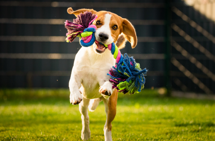 10 melhores brinquedos para pets para comprar em 2025