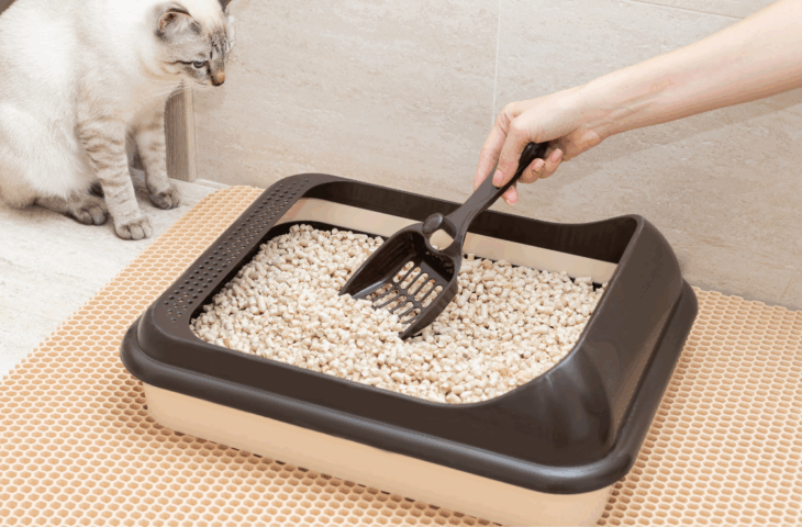 Areia higiênica para gato: 10 melhores para comprar em 2025