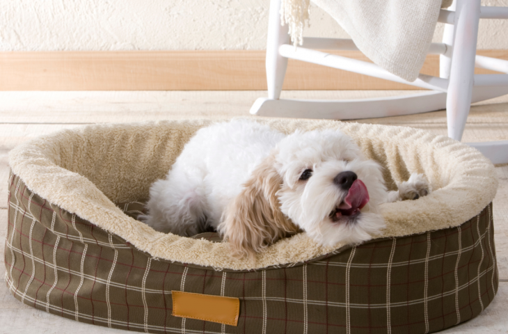 10 melhores caminhas de cachorro para comprar em 2025