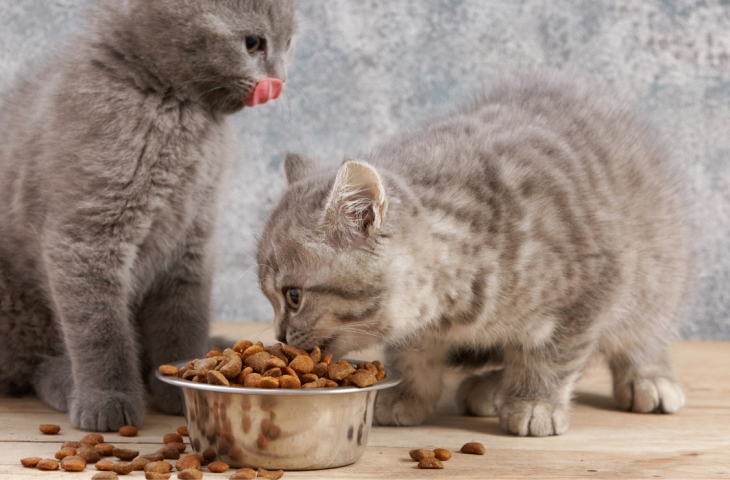 10 melhores rações para gato para comprar em 2025