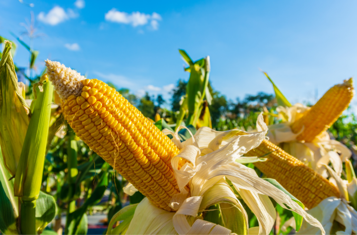 10 melhores sementes de milho para comprar em 2026