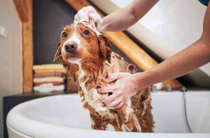 Shampoo para cachorro: 10 melhores para comprar em 2026