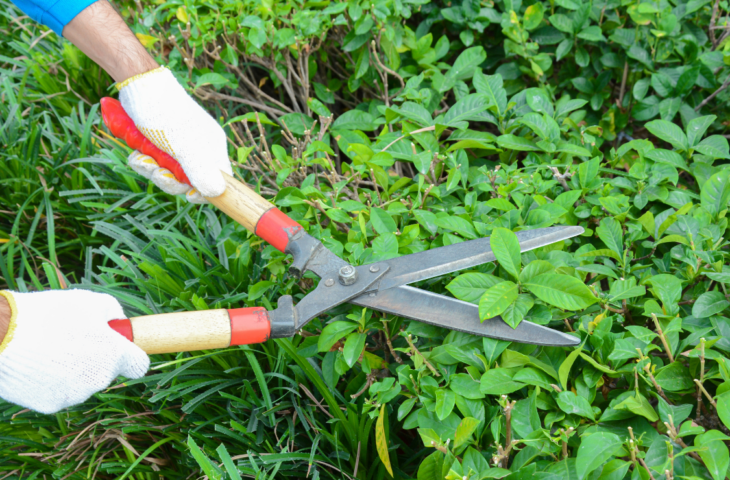 Tesoura para poda: 10 melhores para comprar em 2026