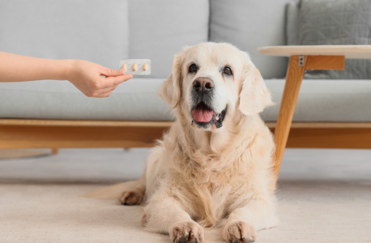 Vermífugo para cachorro: 10 melhores para comprar em 2026